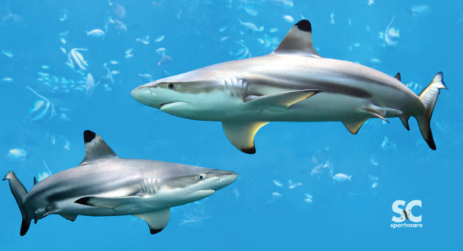 SHARK TOWEL