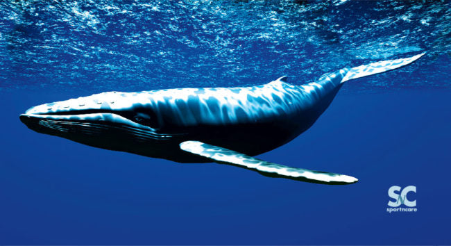 WHALE TOWEL